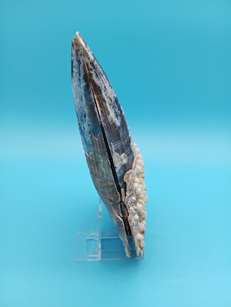 Angled view of barnacle covered rigid pen shell 8.4" – natural beach decor accent