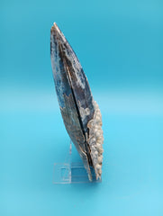 Angled view of barnacle covered rigid pen shell 8.4