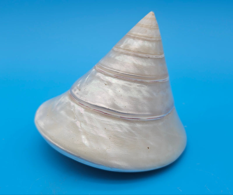 Polished pearled Trochus niloticus shell with spiral shape and iridescent finish on a bright blue background