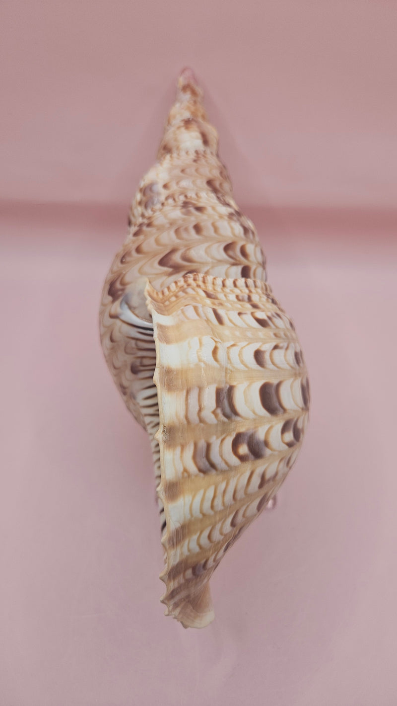 Pacific Triton Shell – 10.5" x 4.5" x 5" – Coastal Nautical Accent