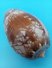 3.7
