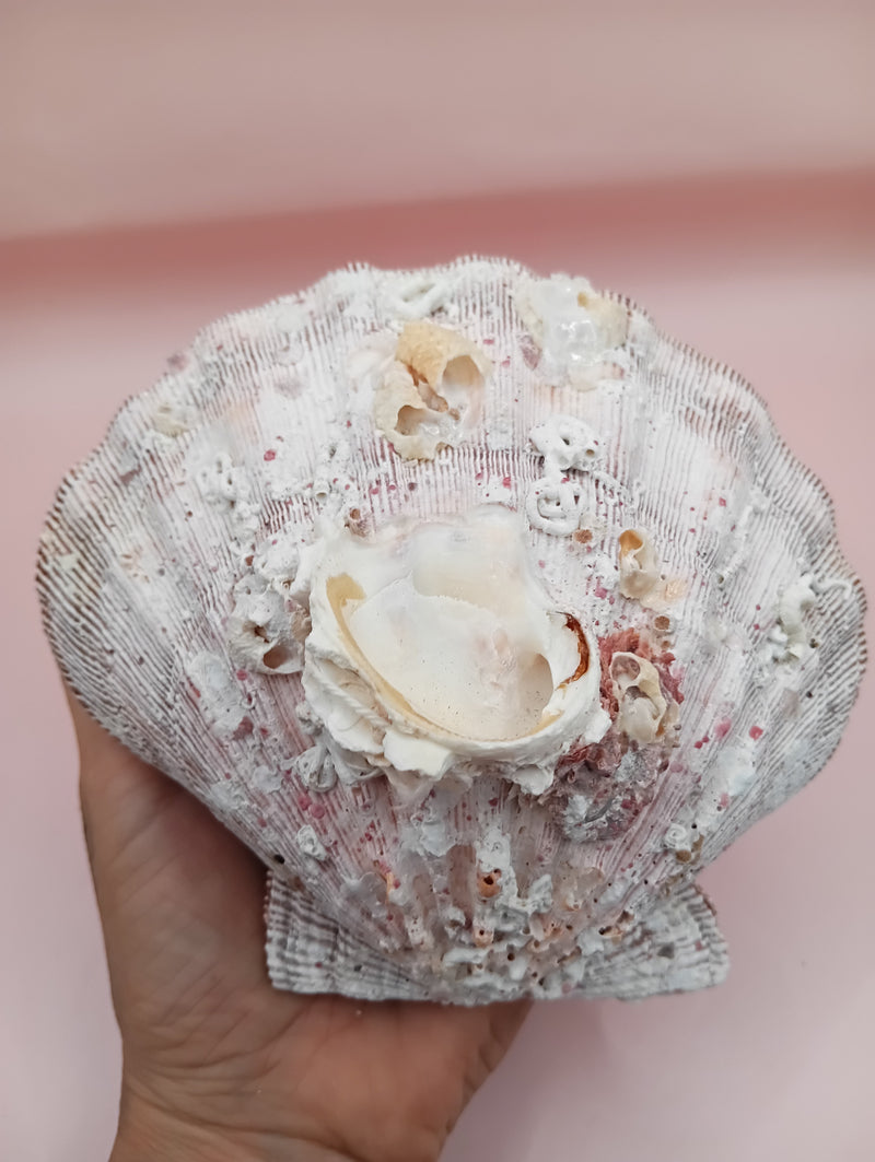Barnacle-encrusted Lion's Paw seashell pair, 5.9x5.3 inches – natural marine texture