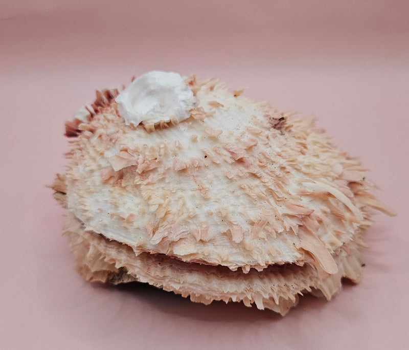 Spiny pink and ivory Spondylus shell with dramatic textured surface, 5 inches wide, on tabletop