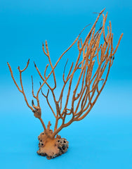 Vintage Gulf of Mexico sea whip coral specimen in natural orange, 9 inches tall with branching structure