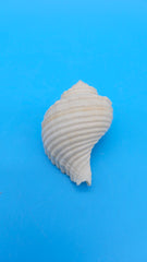 Linatella caudata shell, creamy white with ribbed spiral design, 2.2 inches, flared aperture and pointed spire.