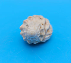 Sydaphera spengleriana shell, ribbed spiral form, creamy beige tones with subtle brown banding, 2.3 inches.