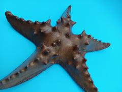 Hand carved wooden starfish coastal décor 9–10