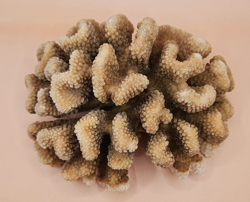 intage natural cluster coral specimen (Montipora digitata) in shades of brown and cream, 8x6x4 inches – perfect for coastal or marine-inspired home decor