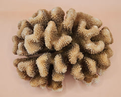 intage natural cluster coral specimen (Montipora digitata) in shades of brown and cream, 8x6x4 inches – perfect for coastal or marine-inspired home decor