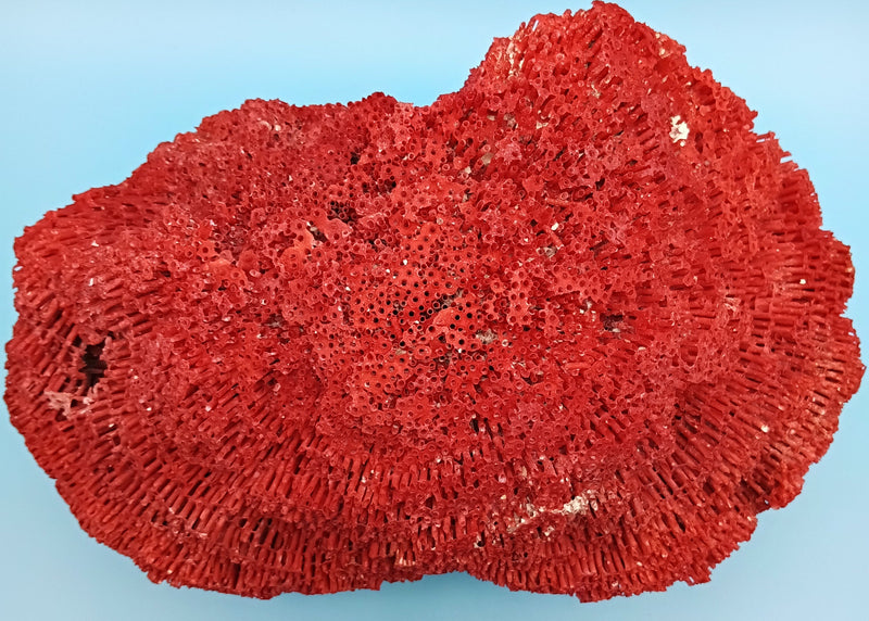 Vintage Red Pipe Coral 13x7.5x5.5 (Tubipora musica) Ocean Collectible