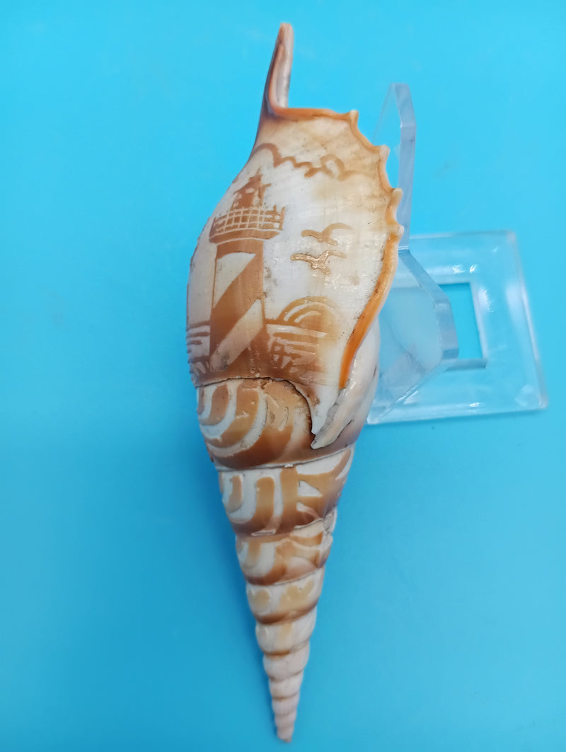 4.7" carved Tibia shell with lighthouse scene and seabirds