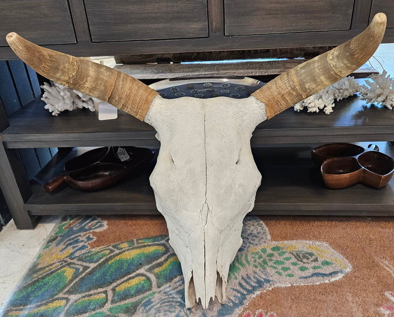 A 22.5"x21" real steer skull head with natural bone finish, perfect for rustic Western or farmhouse décor.