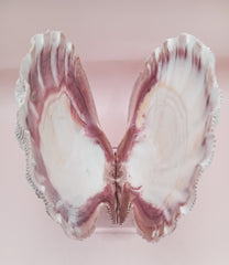 Natural Lion's Paw seashell pair, 5.0 by 5.2 inches, with textured barnacle accents and coastal tones