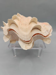 Squamosa clam shell pair, 4.5 inches wide, featuring natural ridges and texture