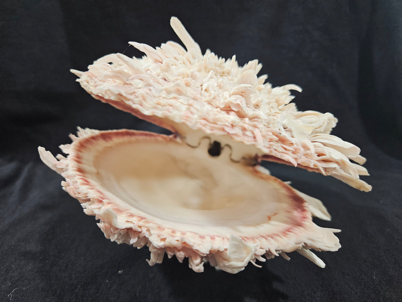 Spondylus Shell Pair - Exact Shell Shown