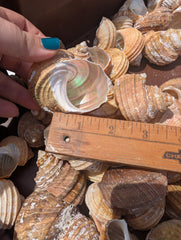 Natural Ribbed Turbo Shell