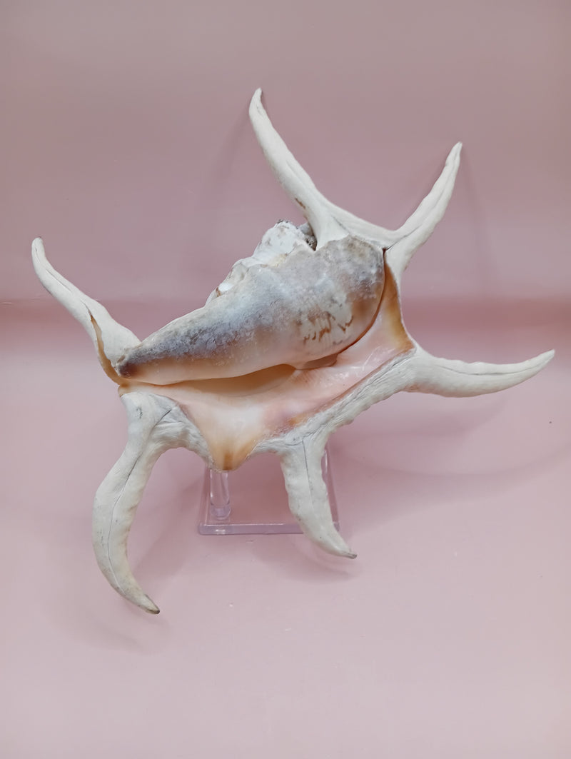 Lambis chiragra harpago shell with long curved spines and pink interior