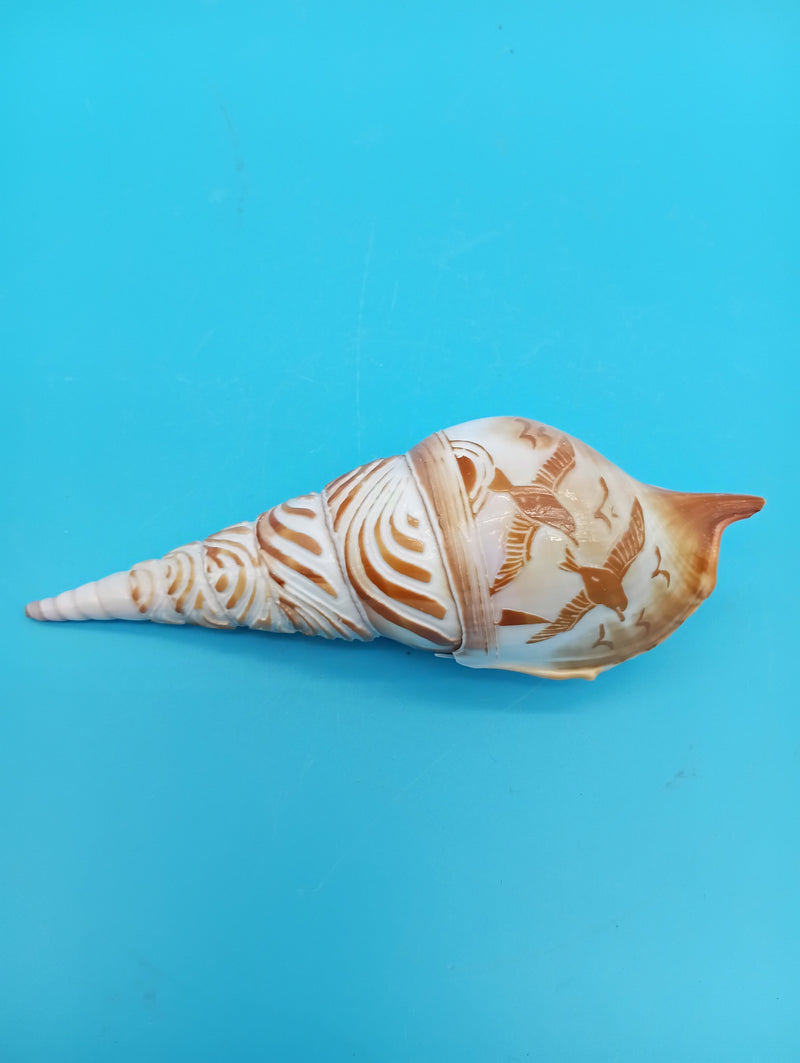 4.7" carved Tibia shell with seagull coastal scene