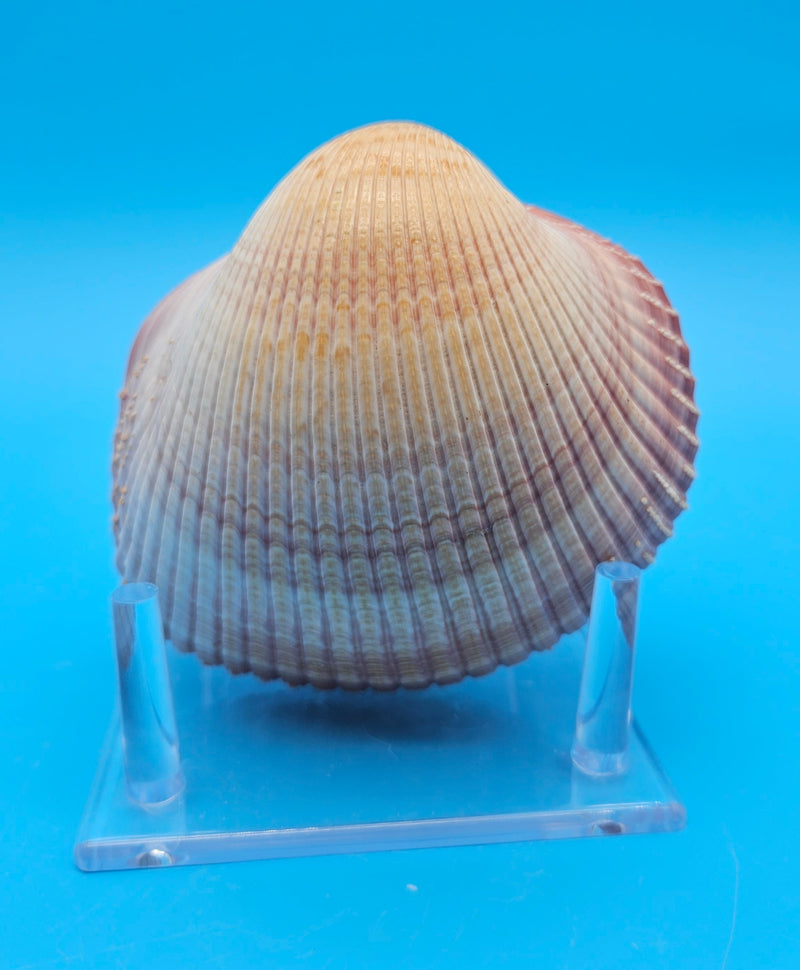 Pink heart cockle display shell for coastal home decor – premium natural specimen