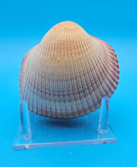 Pink heart cockle display shell for coastal home decor – premium natural specimen