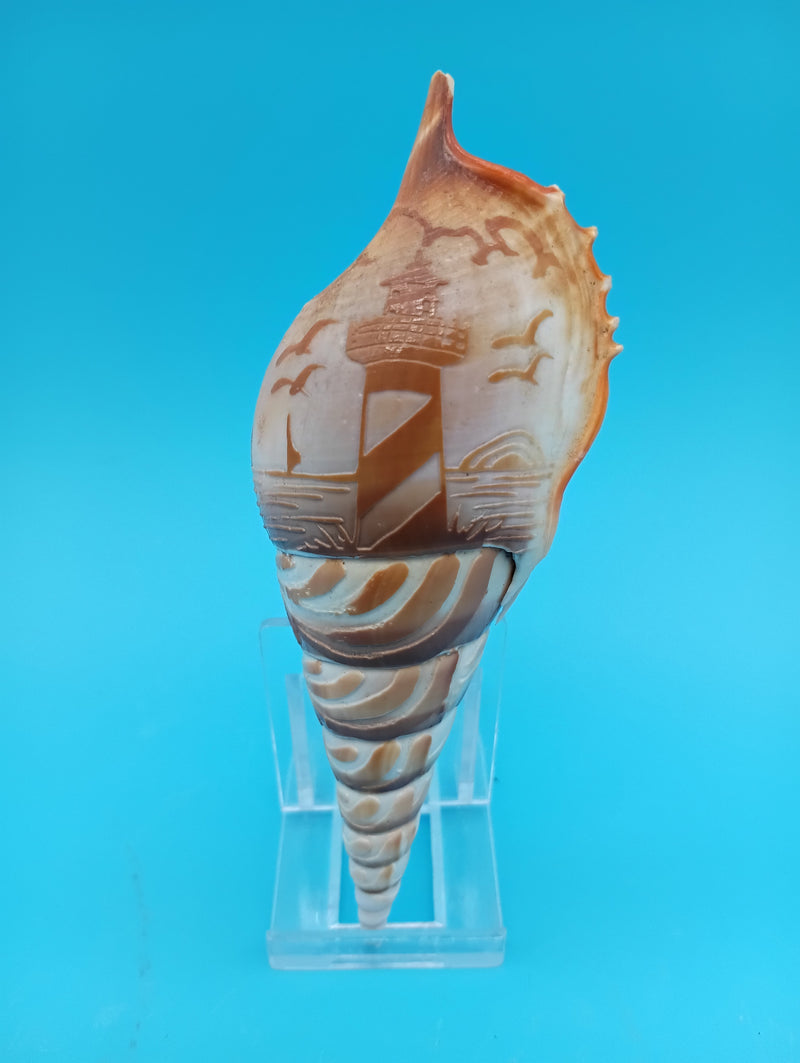 5" carved Tibia shell with lighthouse scene and seabirds
