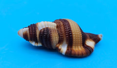  2-inch Cymatium flaveolum shell with brown and gold stripes for coastal décor display