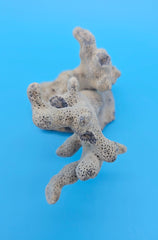 Blue Ridge Coral Specimen with branching form and porous texture on blue background