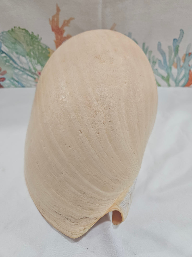 Crowned Baler Melon Shell 10"