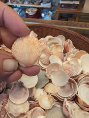 Baby Beach Collected Scallops