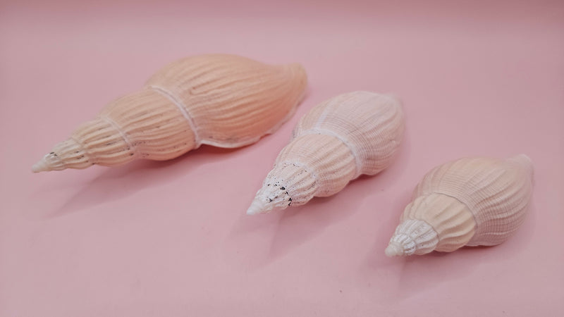 Set of three Fulgoraria nagouchii hyashi display shells in different growth stages