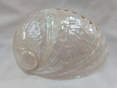 Pearl Abalone Shell 5.5