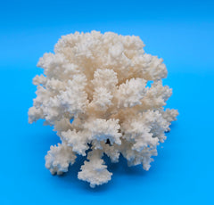 Brownstem coral with compact white branches and natural texture on blue background