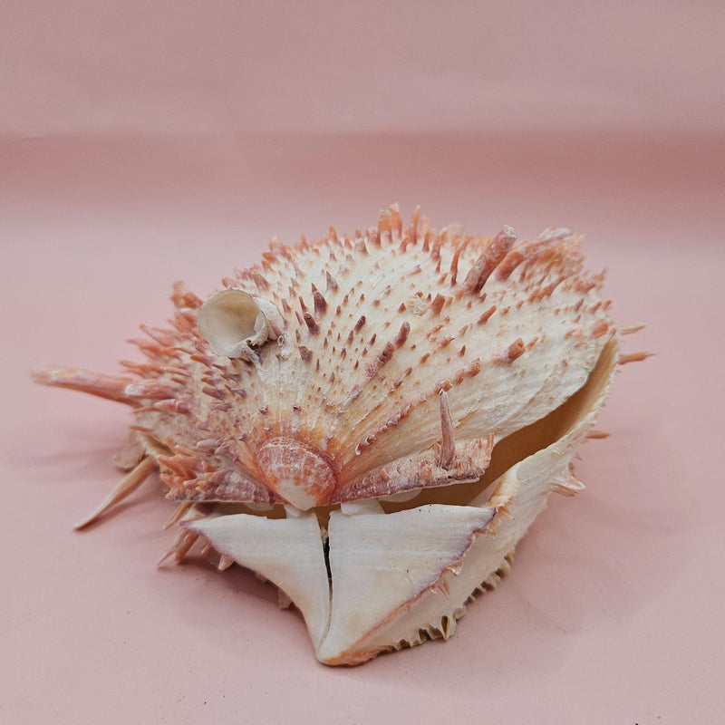 Large cream and peach Spondylus shell with spines and barnacle, measuring 5.3 inches wide