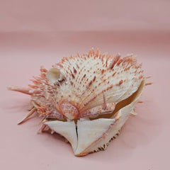 Large cream and peach Spondylus shell with spines and barnacle, measuring 5.3 inches wide