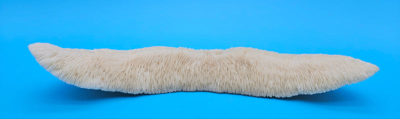 Tongue-shaped mushroom coral with ridged ivory surface on a blue background