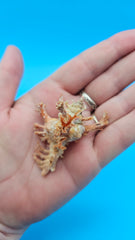  Murex crocatus shell, 2.3 inches, orange spiny fronds with intricate ridges, from Zambales, Philippines.