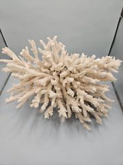 Vintage table coral, 12 inches wide by 6.5 inches tall, with intricate branching structure, perfect for coastal or marine-themed décor.