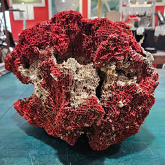 Vintage Red Pipe Coral Cluster with White Branch Coral – 13x11.5x10 Marine Specimen