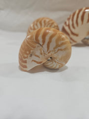 Chambered Tiger Stripe Nautilus Shell