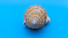 Cabestana spengleri shell, 3.8 inches, golden-brown with ribbed spiral whorls and wide flared aperture.