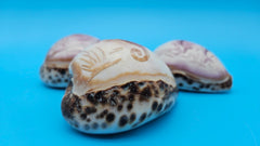 Trio of carved cowrie shells with dolphin, seahorse, and shrimp designs on glossy purple-toned surfaces, displayed on clear stands