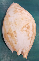 Large umbilicate shell with natural spiral and cream-beige coloring, 14.5 inches in length – coastal display specimen