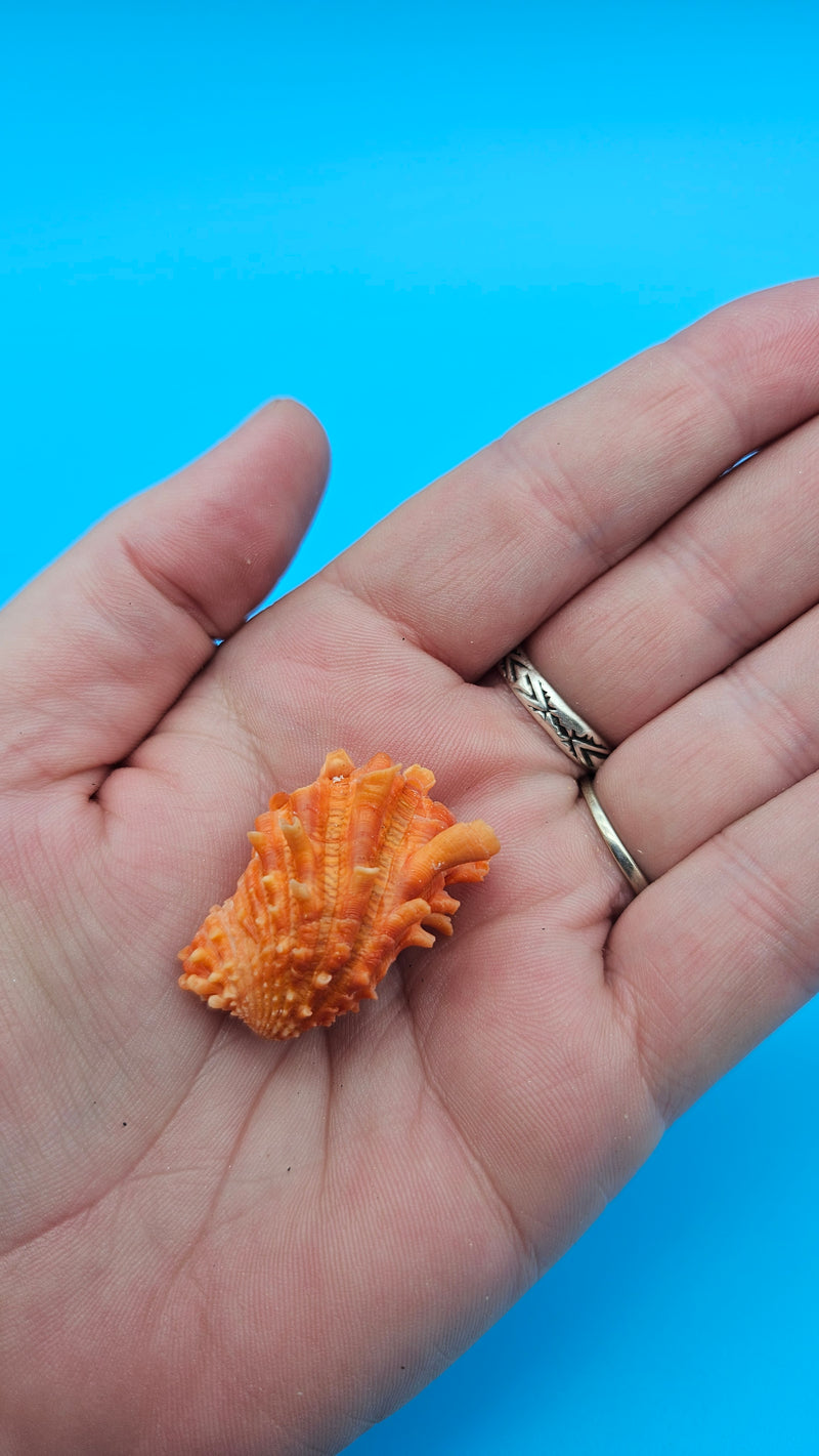 Orange Cardium cardita shell with spiny texture from Bantayan Island for coastal décor display, approx. 1.3 inches