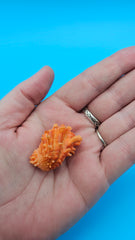 Orange Cardium cardita shell with spiny texture from Bantayan Island for coastal décor display, approx. 1.3 inches