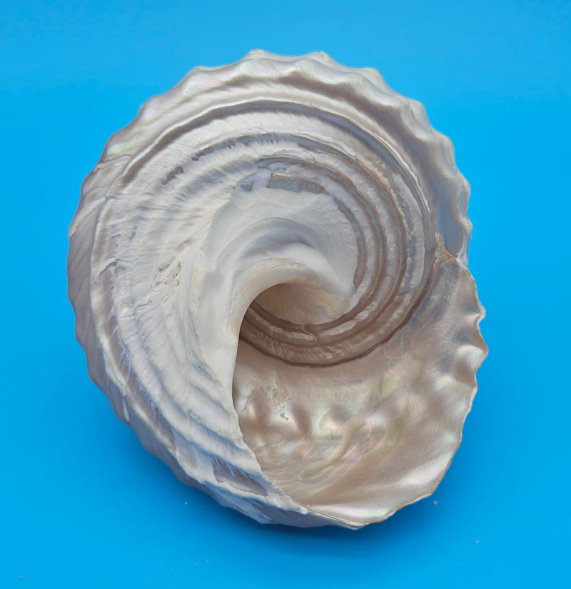 Pearled Astraea undosa shell with iridescent finish and knobby ridged spiral surface on bright blue background