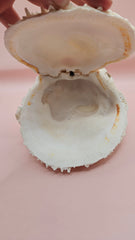 Spiny Spondylus shell with white ridges and orange tip on pink background