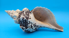 Melanistic Horse Conch shell with dark brown-black streaks on white surface and long spiral body, displayed on blue background