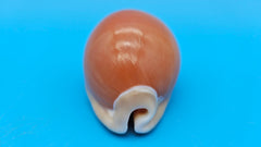 Golden Cowrie shell with smooth golden top, creamy ribbed underside, and orange interior teeth – 3.2 inches.