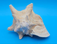 queen conch shell with flared pink interior and spiral tip, 9 inches, perfect for coastal home decor