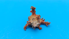  Murex crocatus shell, 2.1 inches, orange spiny fronds with intricate ridges, from Zambales, Philippines.